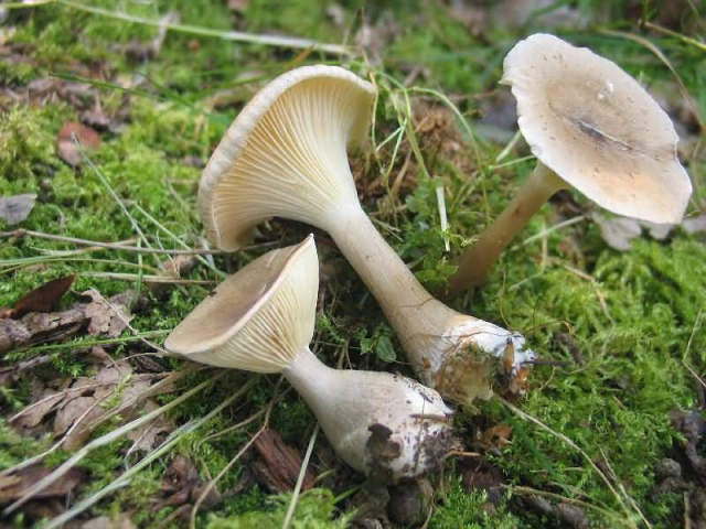 Мицелий Говорушки булавоногой / Говорушка булавовидноногая (Clitocybe clavipes)